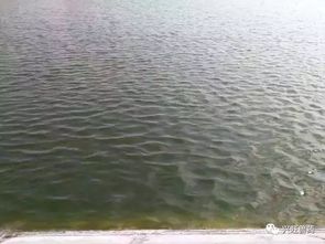 水產養殖中遇到這些棘手問題該怎么辦？